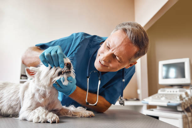 Best Emergency Dental Services for Seniors in Fox Chase, PA